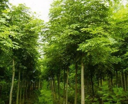 枣庄栾树
